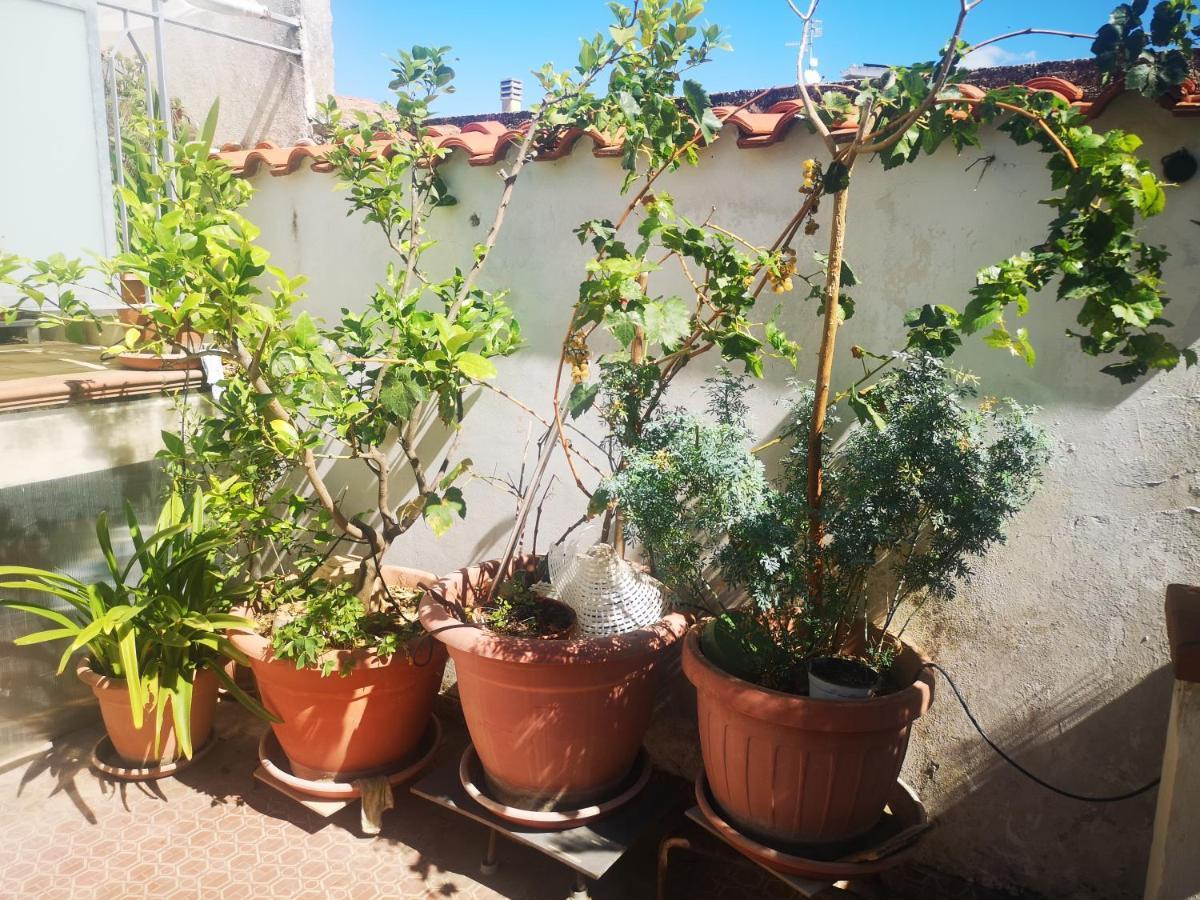Casa Carmela Daire Cellole Dış mekan fotoğraf